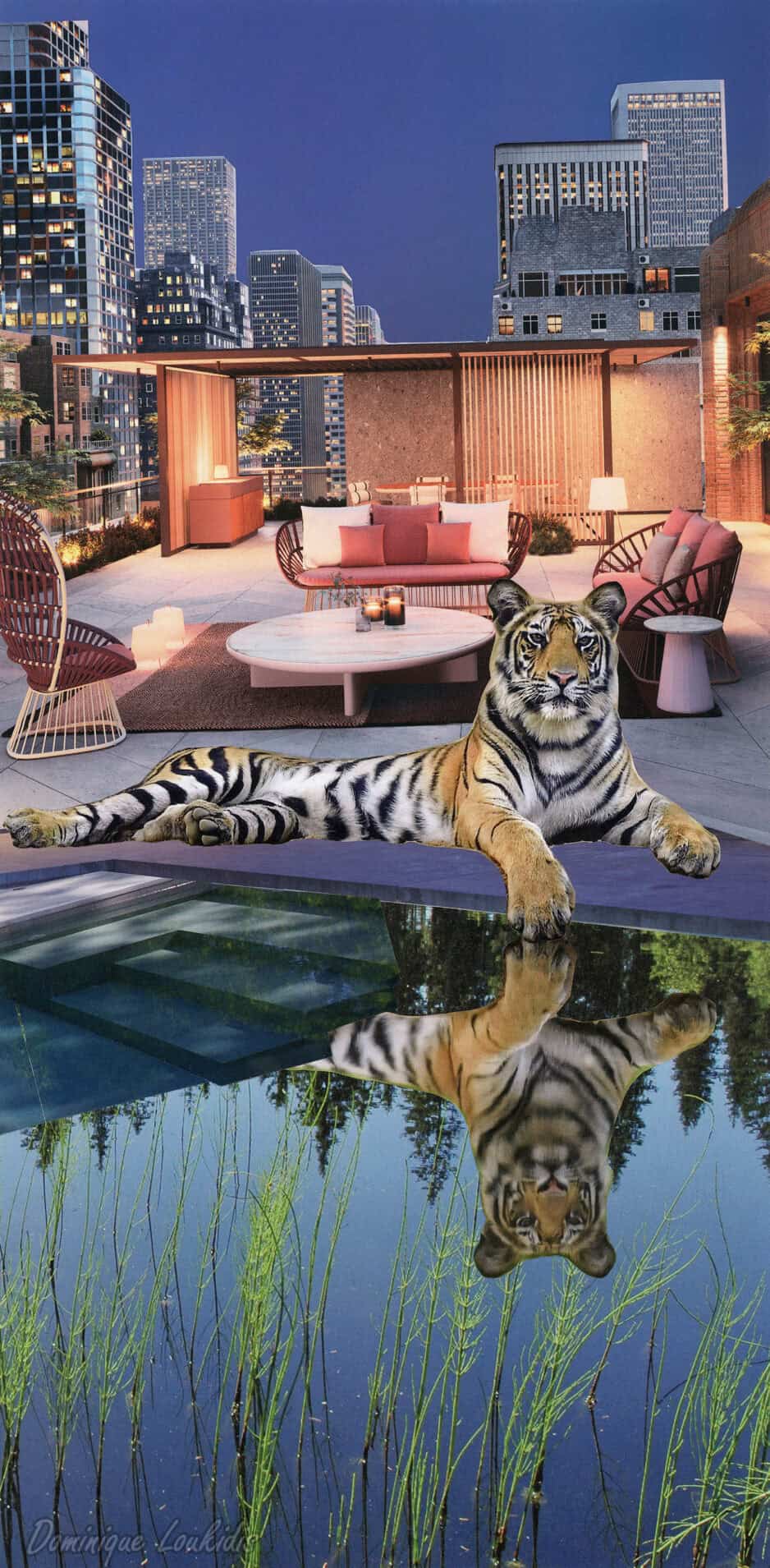 Tiger at the pool featured image